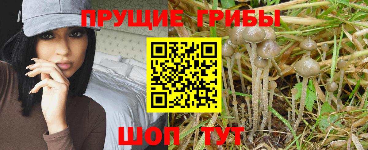 Псилоцибиновые грибы мухоморы  Вход с VPN  закладки  Гусиноозёрск 